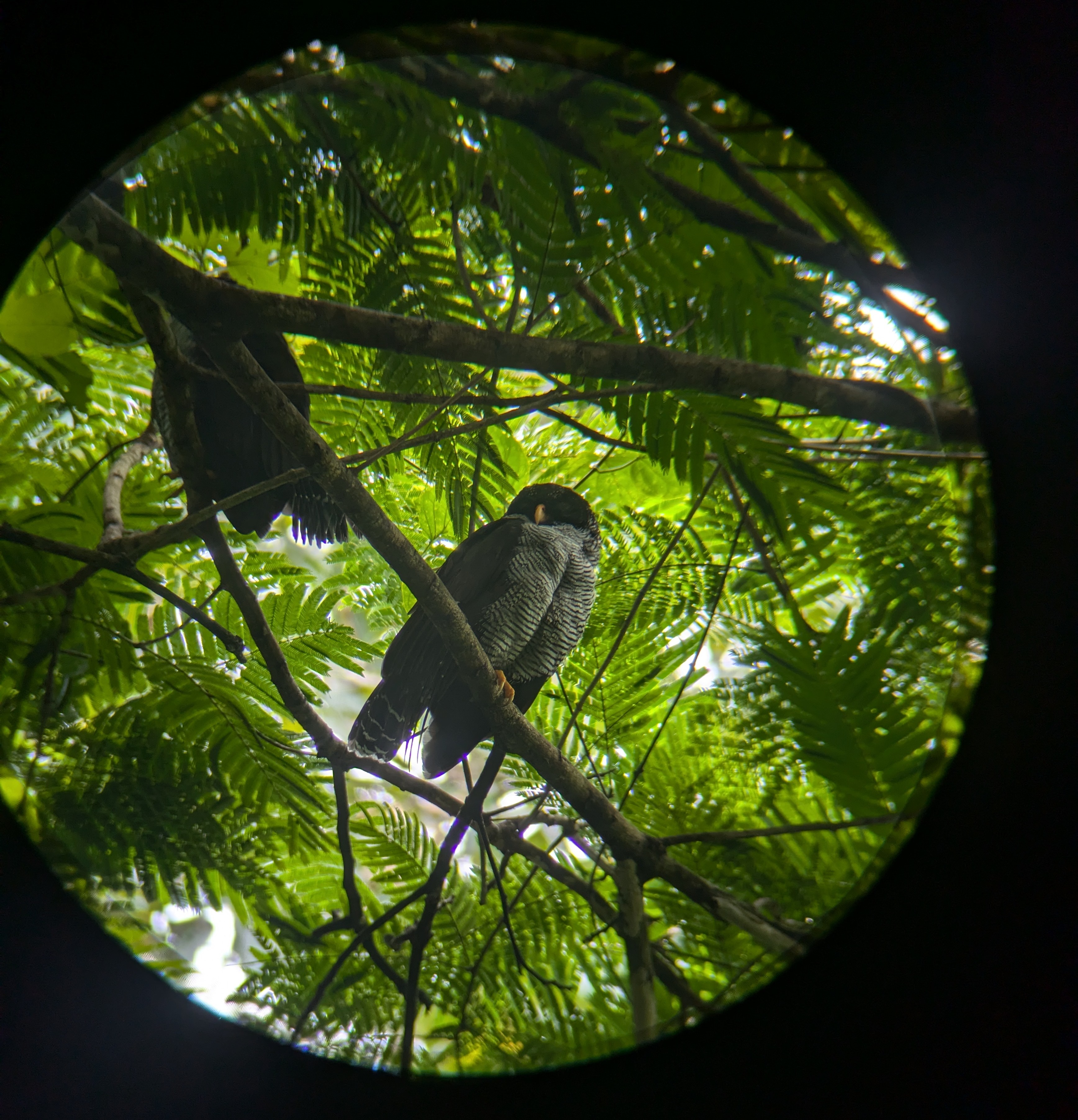 owl