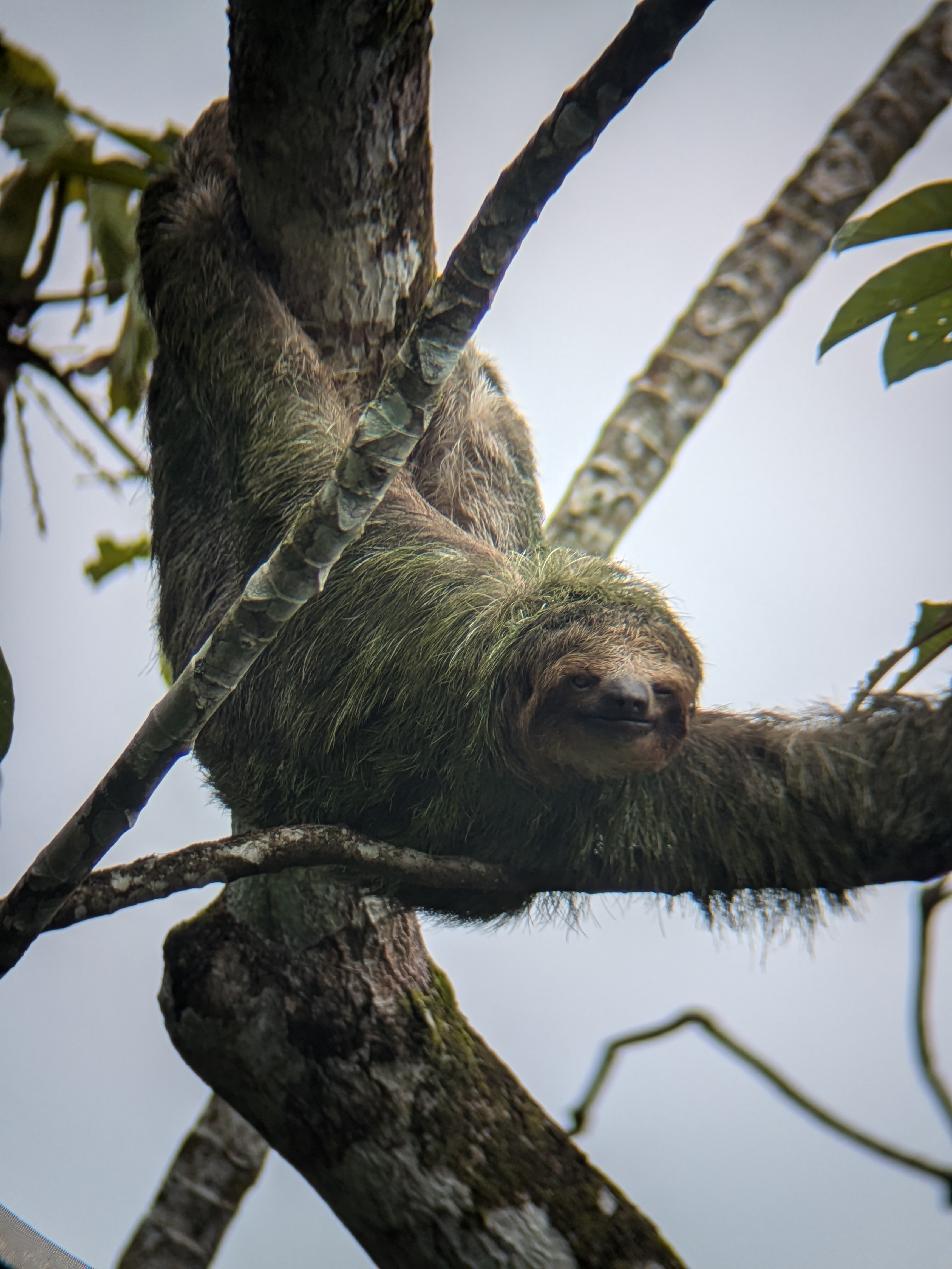 sloth
